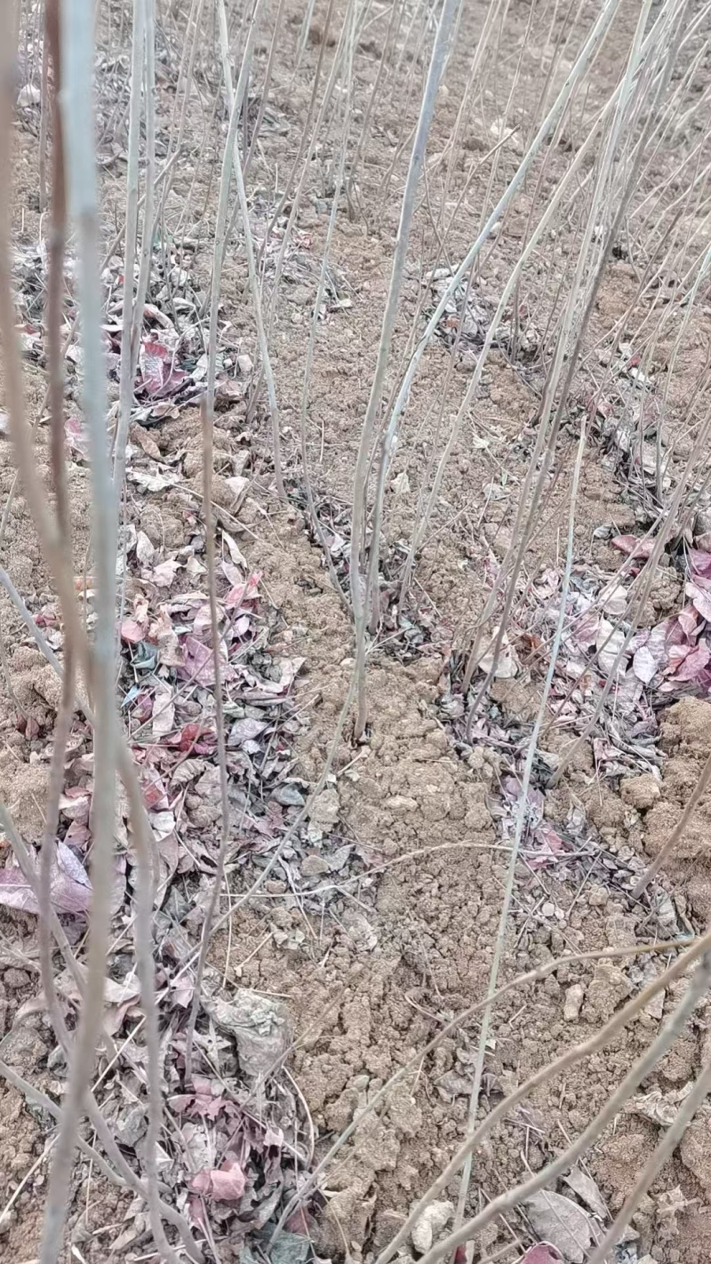黄栌苗