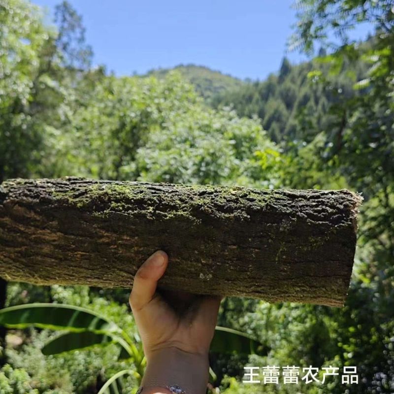 桑树