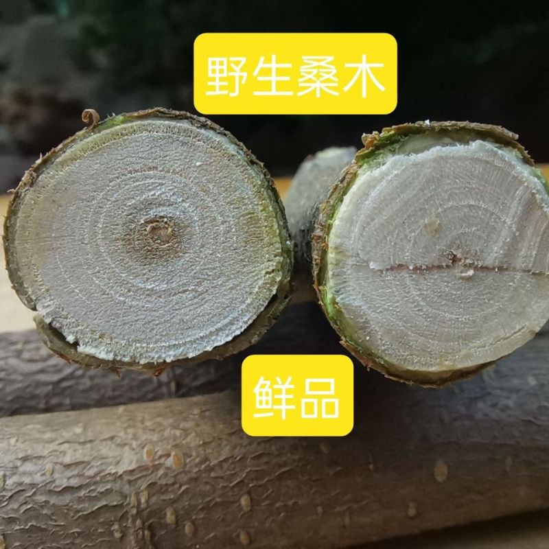 桑树