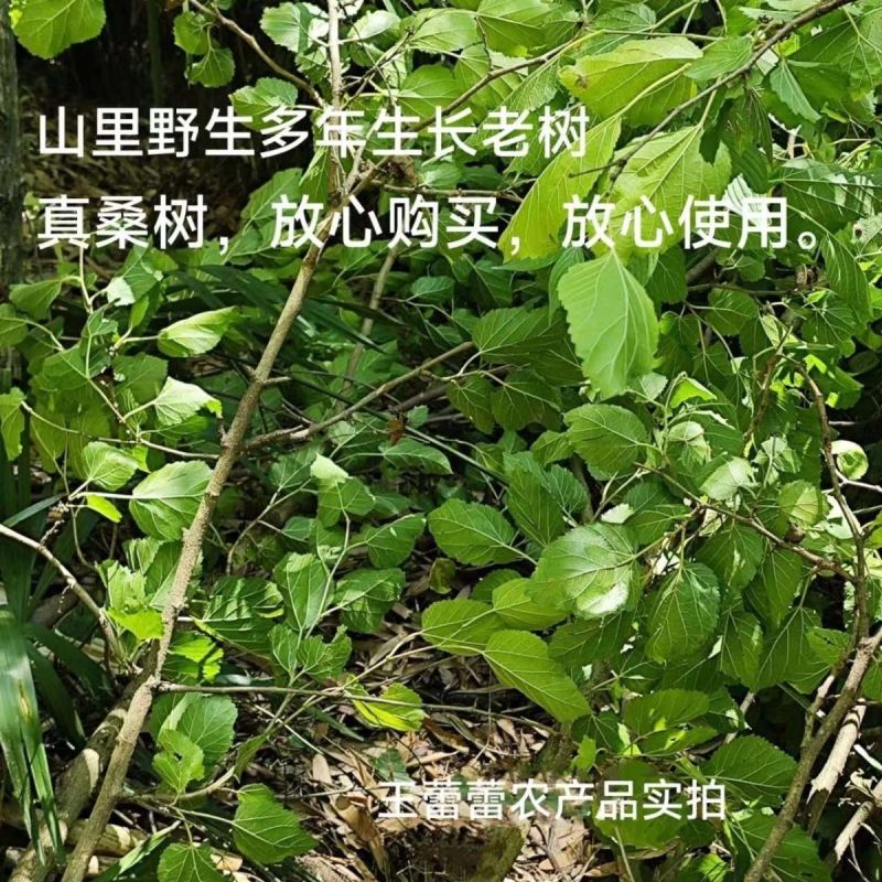 桑树