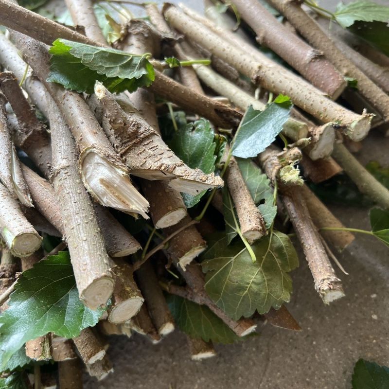 桑树