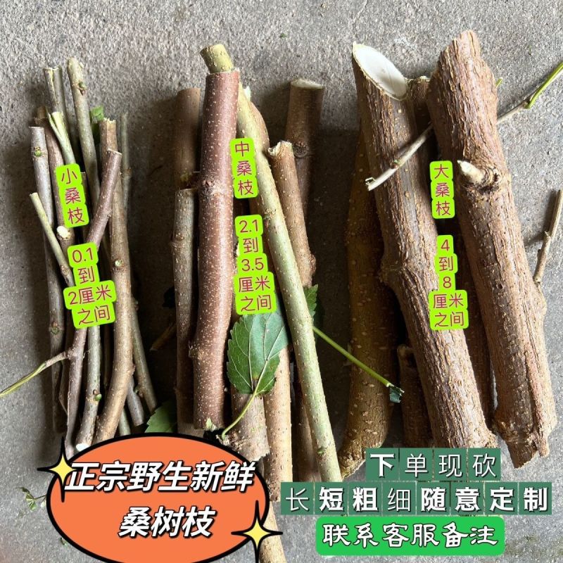 桑树