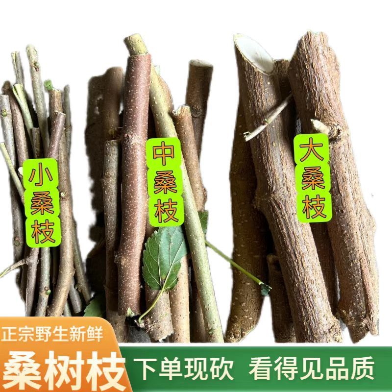 桑树