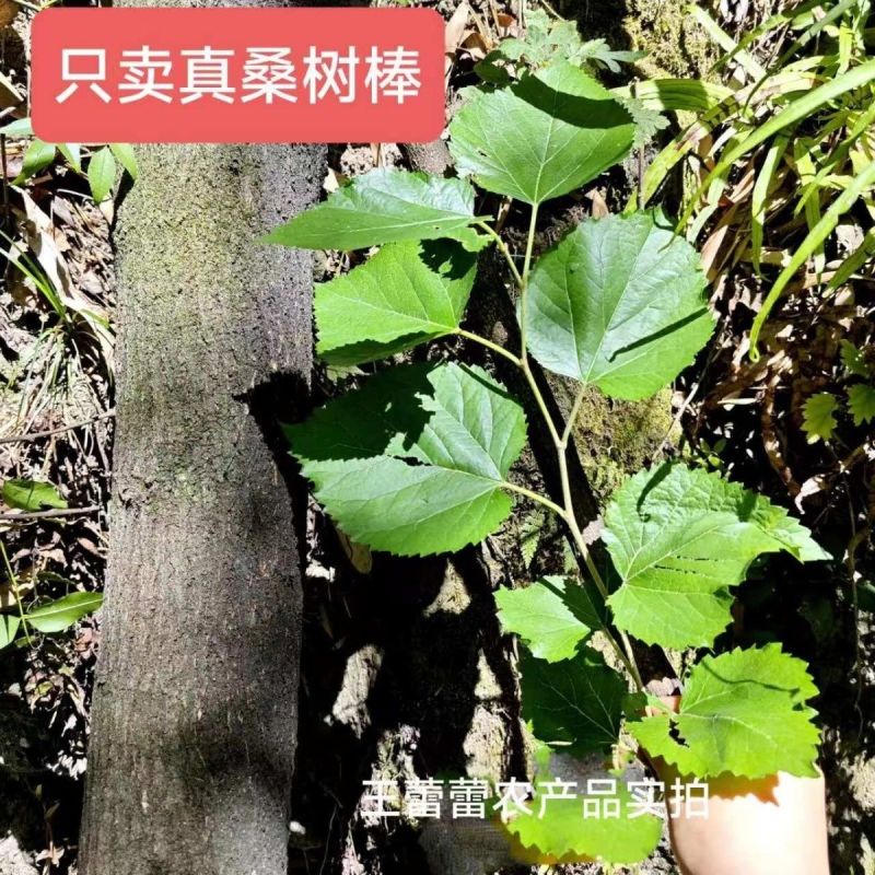 桑树