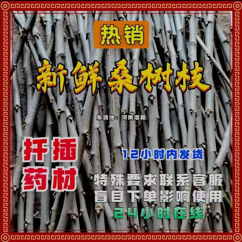 桑树