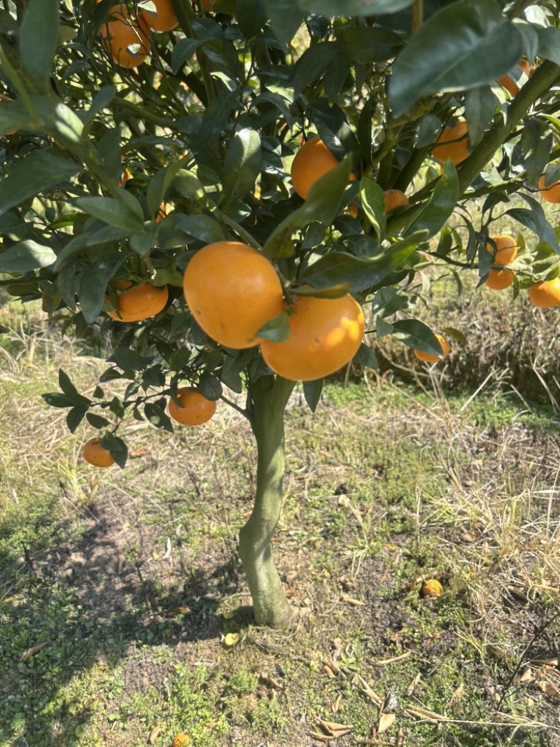 福建漳州平和茂谷柑