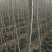 鲁临107速生杨繁育基地！1500亩