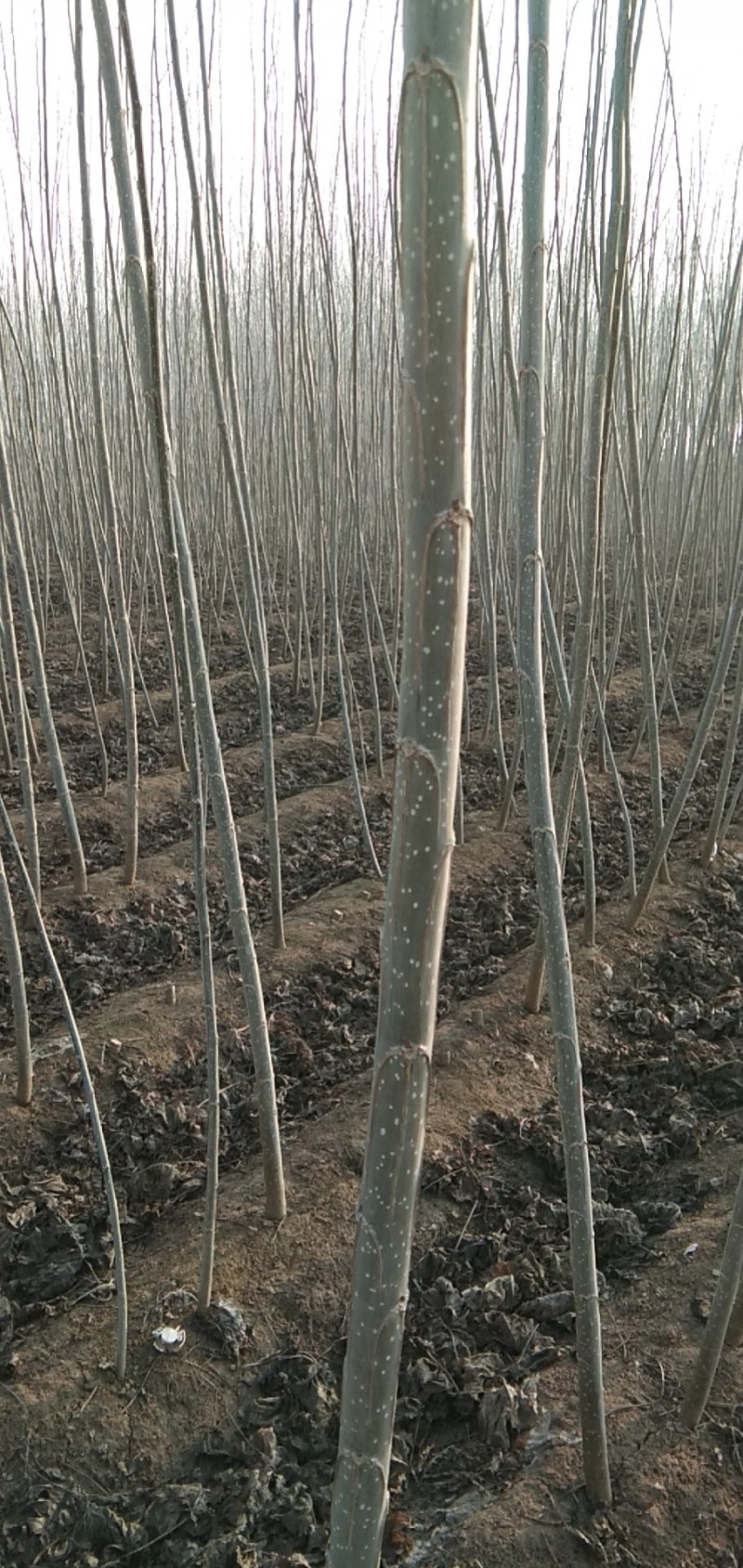 鲁临107速生杨繁育基地！1500亩