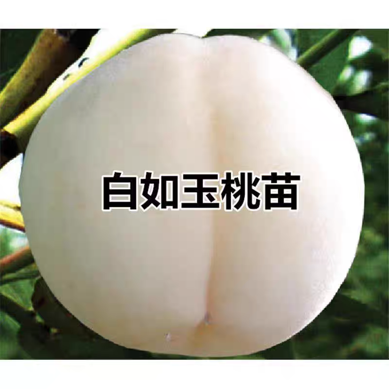 白如玉桃树苗，果子大，口感甜，产量高，包邮包活包挂果，