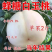 白如玉桃树苗，果子大，口感甜，产量高，包邮包活包挂果，
