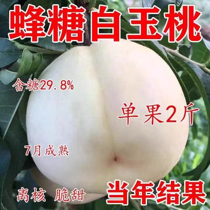 白如玉桃树苗，果子大，口感甜，产量高，包邮包活包挂果，