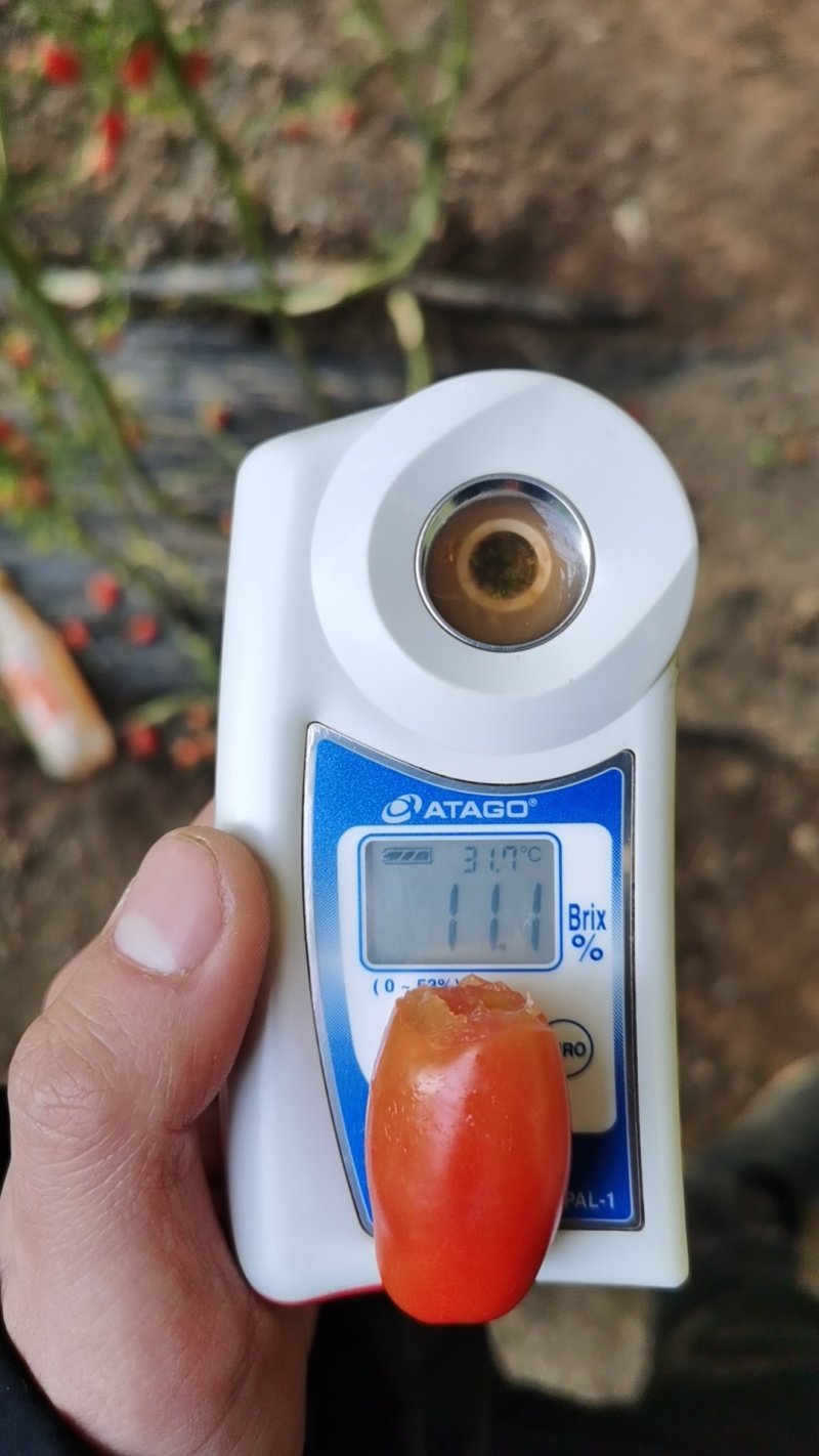 凤珠409精品通货都有口感非常好有智能分选线
