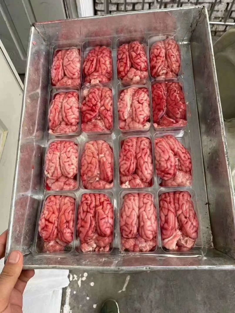 猪脑花，鲜冻猪脑，批发猪脑花，新鲜速冻猪脑