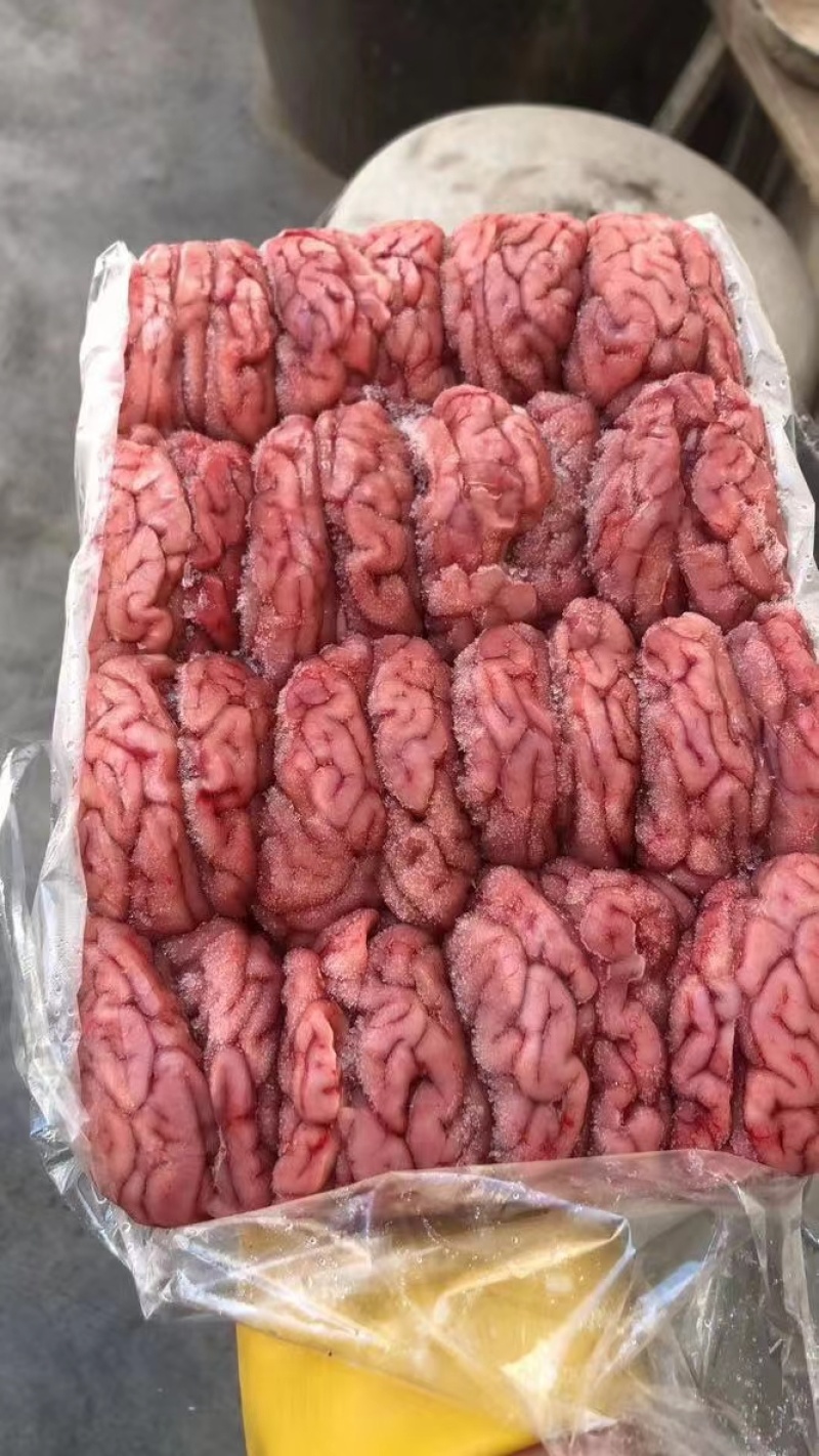 猪脑花，鲜冻猪脑，批发猪脑花，新鲜速冻猪脑