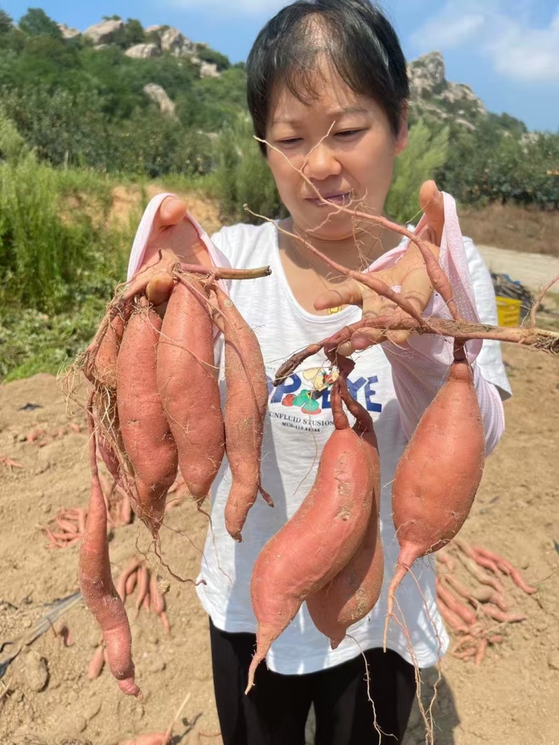 烟薯25蜜薯红皮红心流油流蜜烤薯店产地直发团购代发