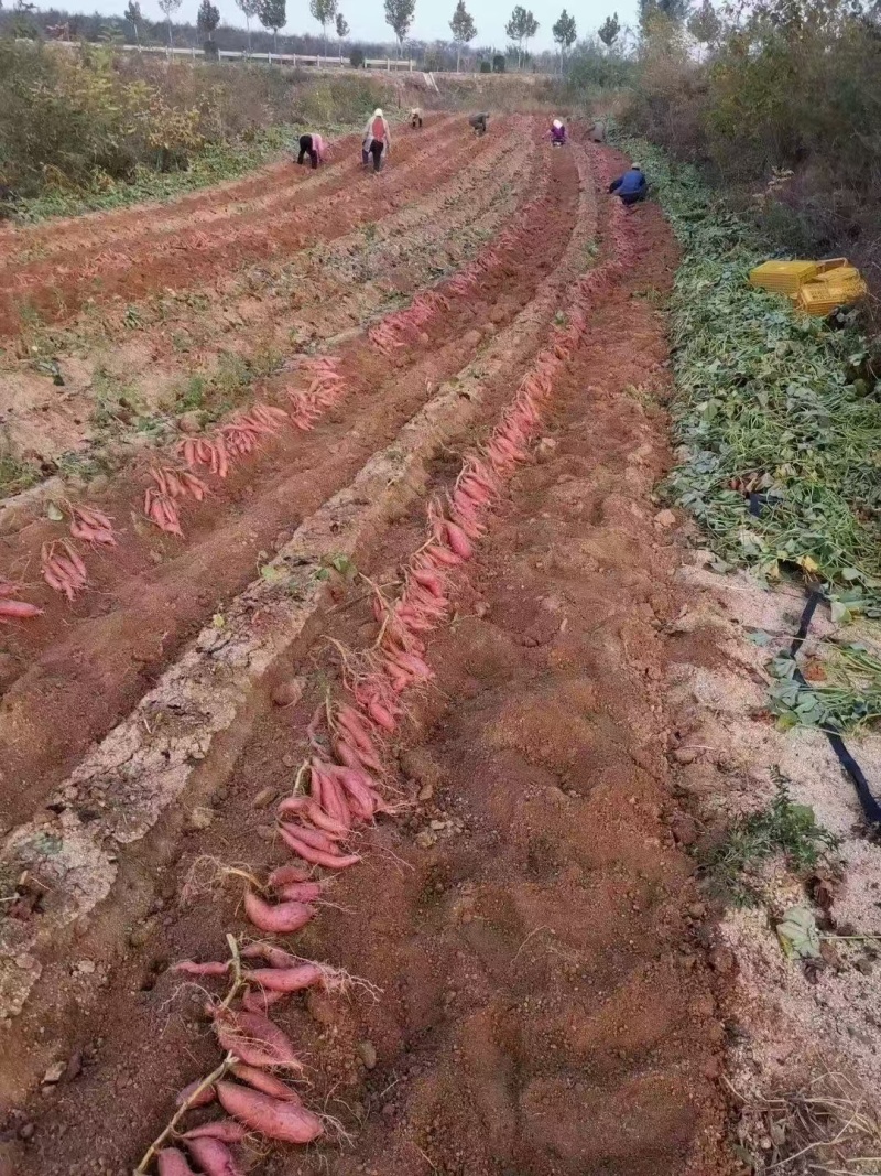 烟薯25蜜薯红皮红心流油流蜜烤薯店产地直发团购代发