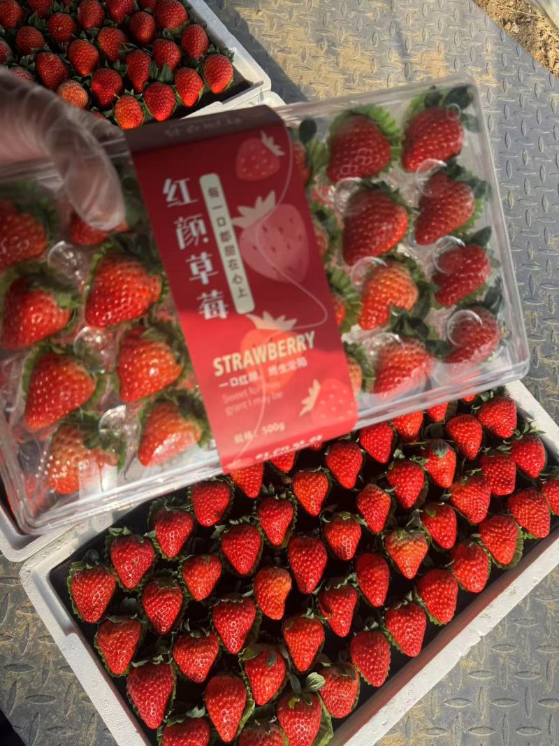 精选精品红颜大果，供货全国批发市场，渠道商超