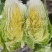 黄心白菜