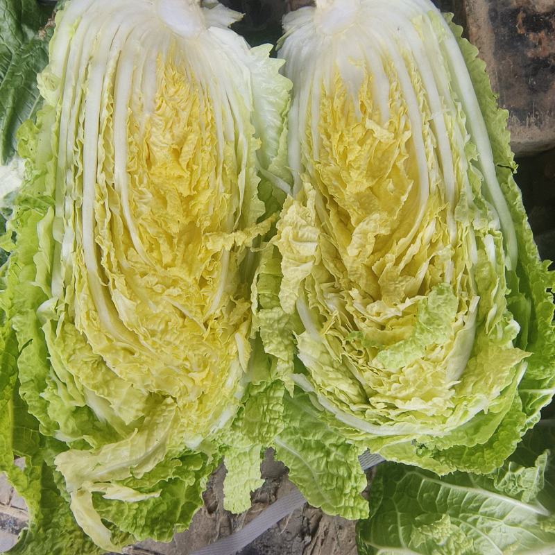 黄心白菜