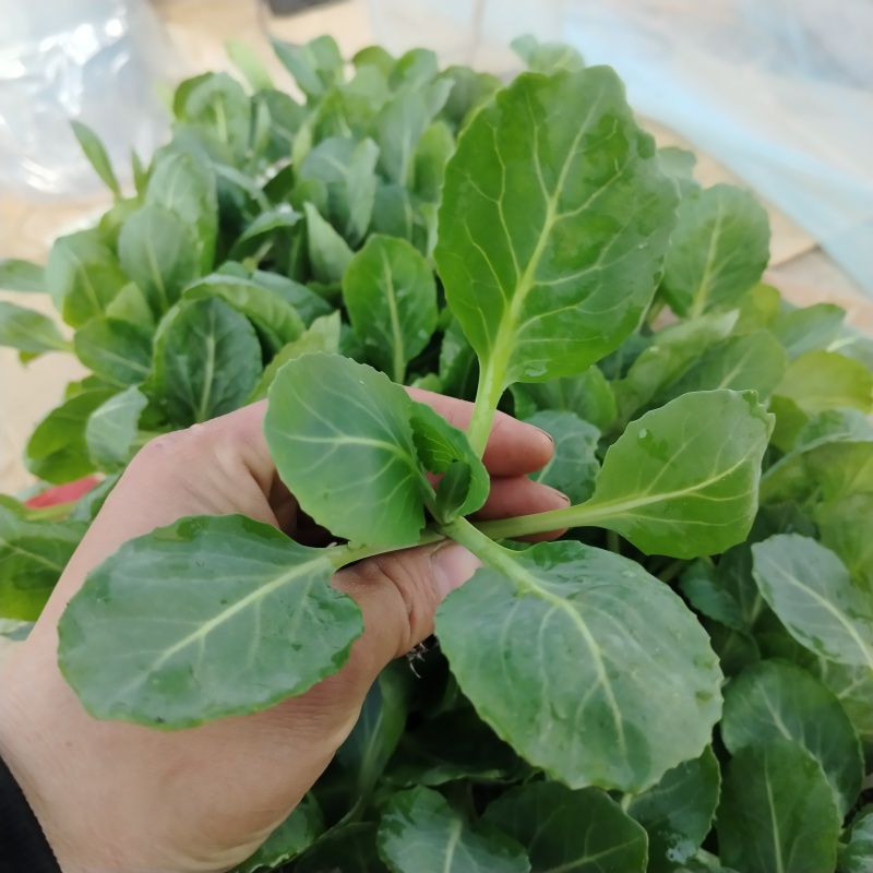 甘蓝苗，现货直发，全绿甘蓝，商品性好，抗重茬，黄心，萱菜