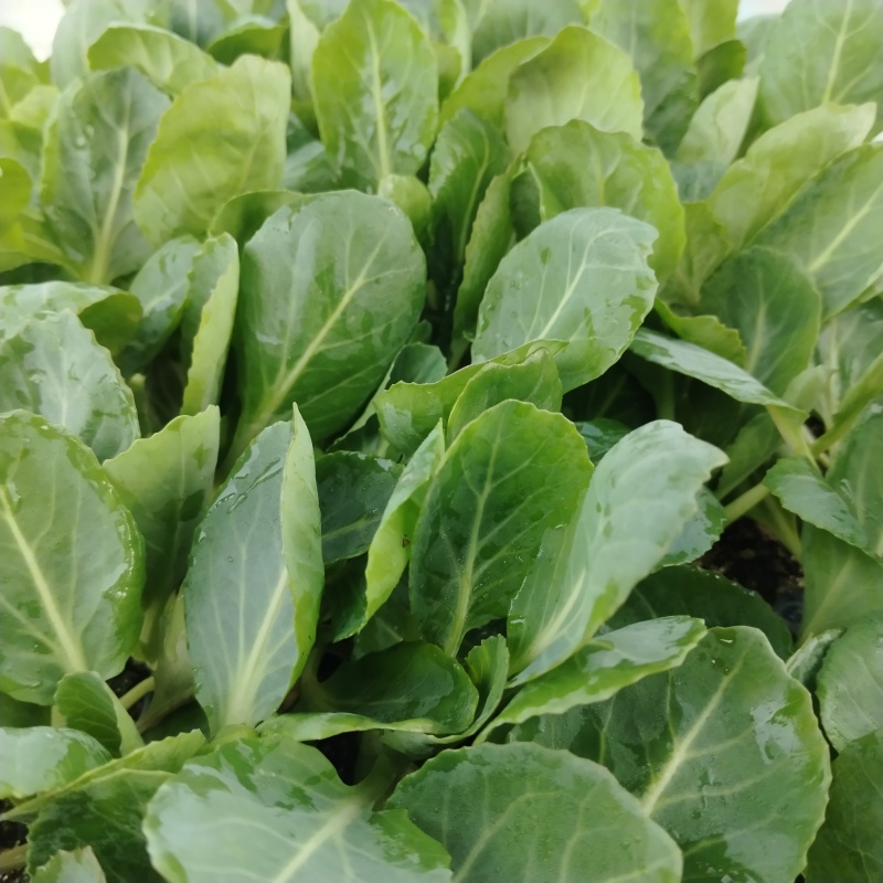 甘蓝苗，现货直发，全绿甘蓝，商品性好，抗重茬，黄心，萱菜