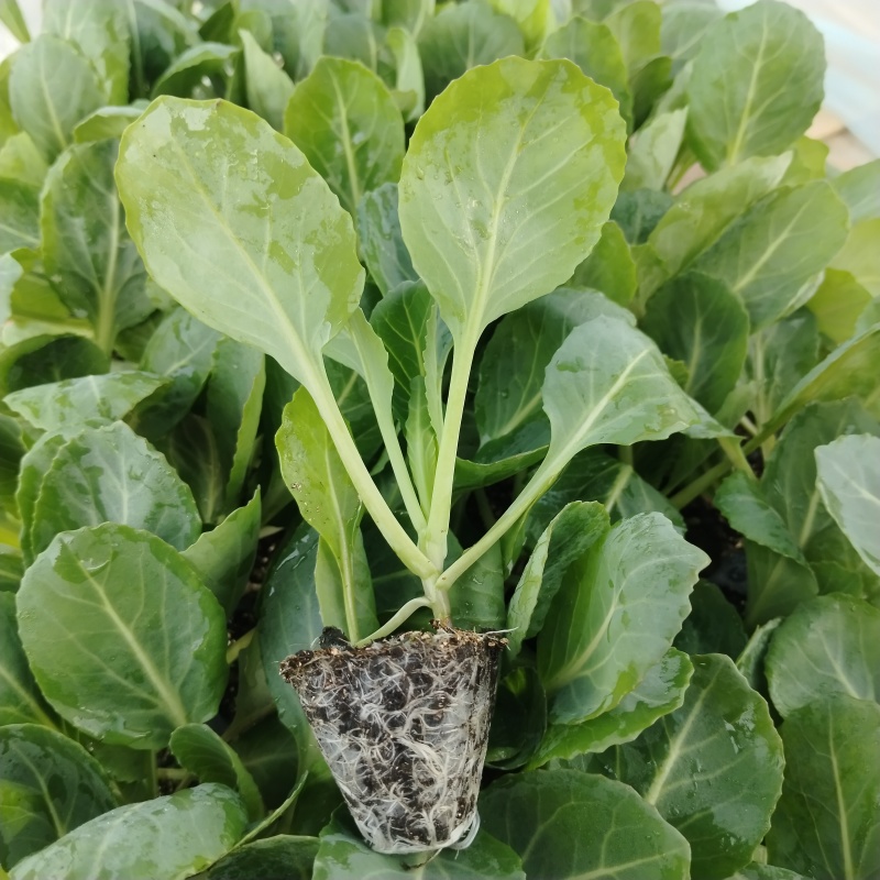 甘蓝苗，现货直发，全绿甘蓝，商品性好，抗重茬，黄心，萱菜