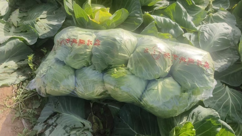 甘蓝苗，现货直发，全绿甘蓝，商品性好，抗重茬，黄心，萱菜