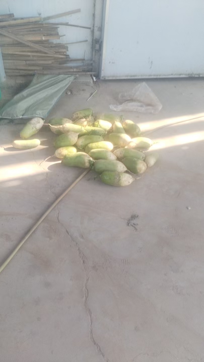 青头萝卜，河南千亩青萝卜基地，长年供应市场萝卜，电商，