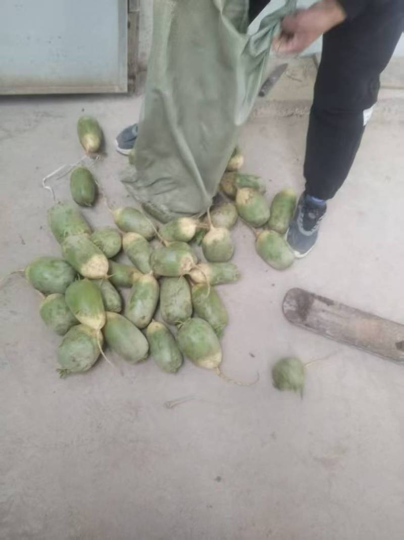 青头萝卜，河南千亩青萝卜基地，长年供应市场萝卜，电商，