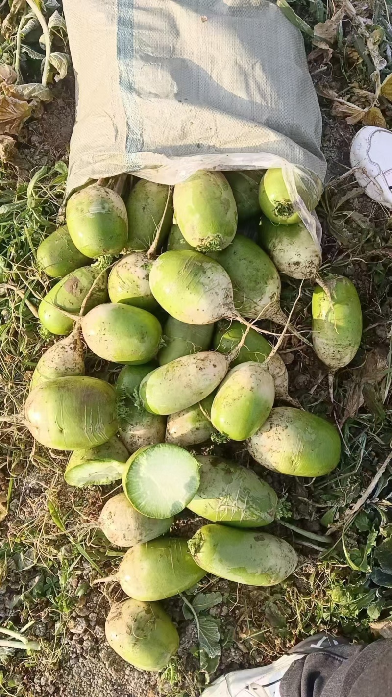 青头萝卜，河南千亩青萝卜基地，长年供应市场萝卜，电商，