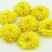（包邮）黄菊花批发价菊花茶婺源皇菊花草茶黄山贡菊金丝