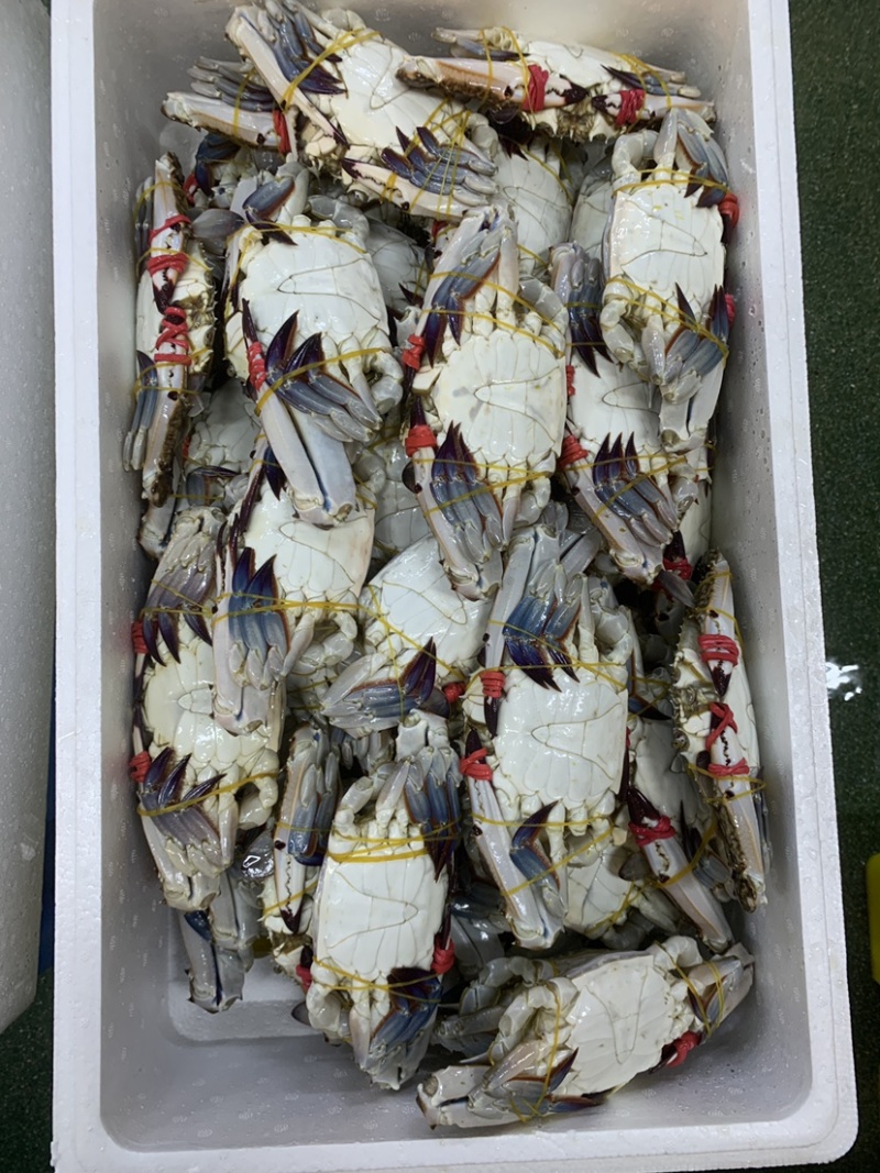 辽宁东港当地绑腿梭子蟹公蟹