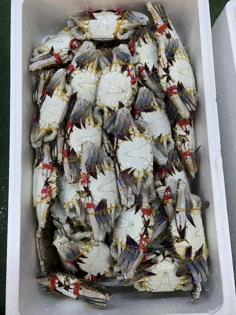 辽宁东港当地绑腿梭子蟹公蟹