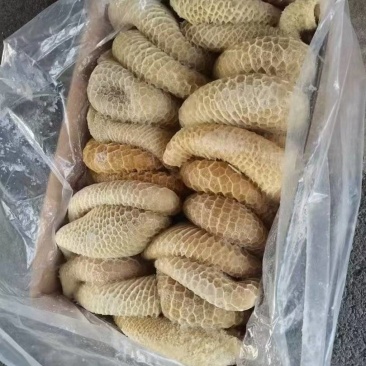 金钱肚