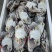 辽宁东港当地绑腿梭子蟹公蟹