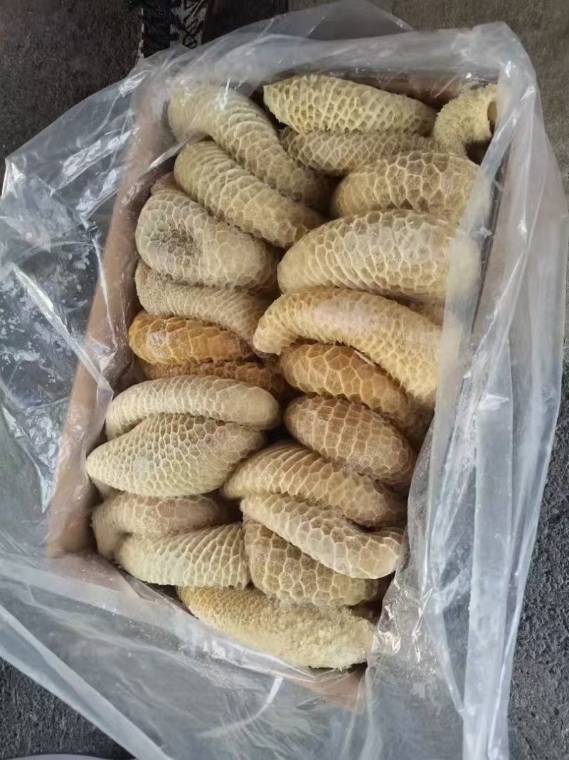 金钱肚