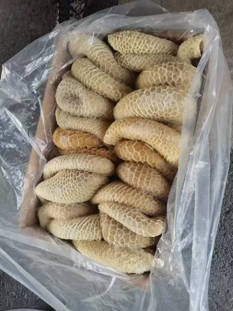 金钱肚