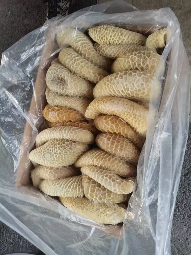 金钱肚