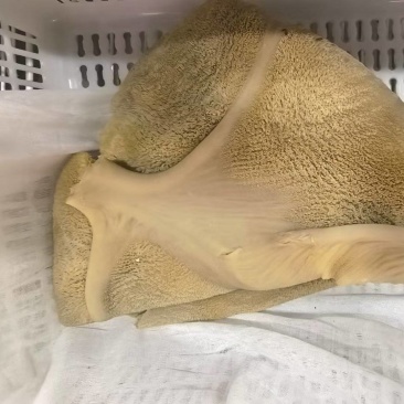 牛肚