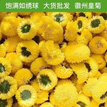 （包邮）黄菊花批发价菊花茶婺源皇菊花草茶黄山贡菊金丝