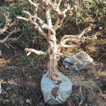 金银花盆景苗木，各种规格都有