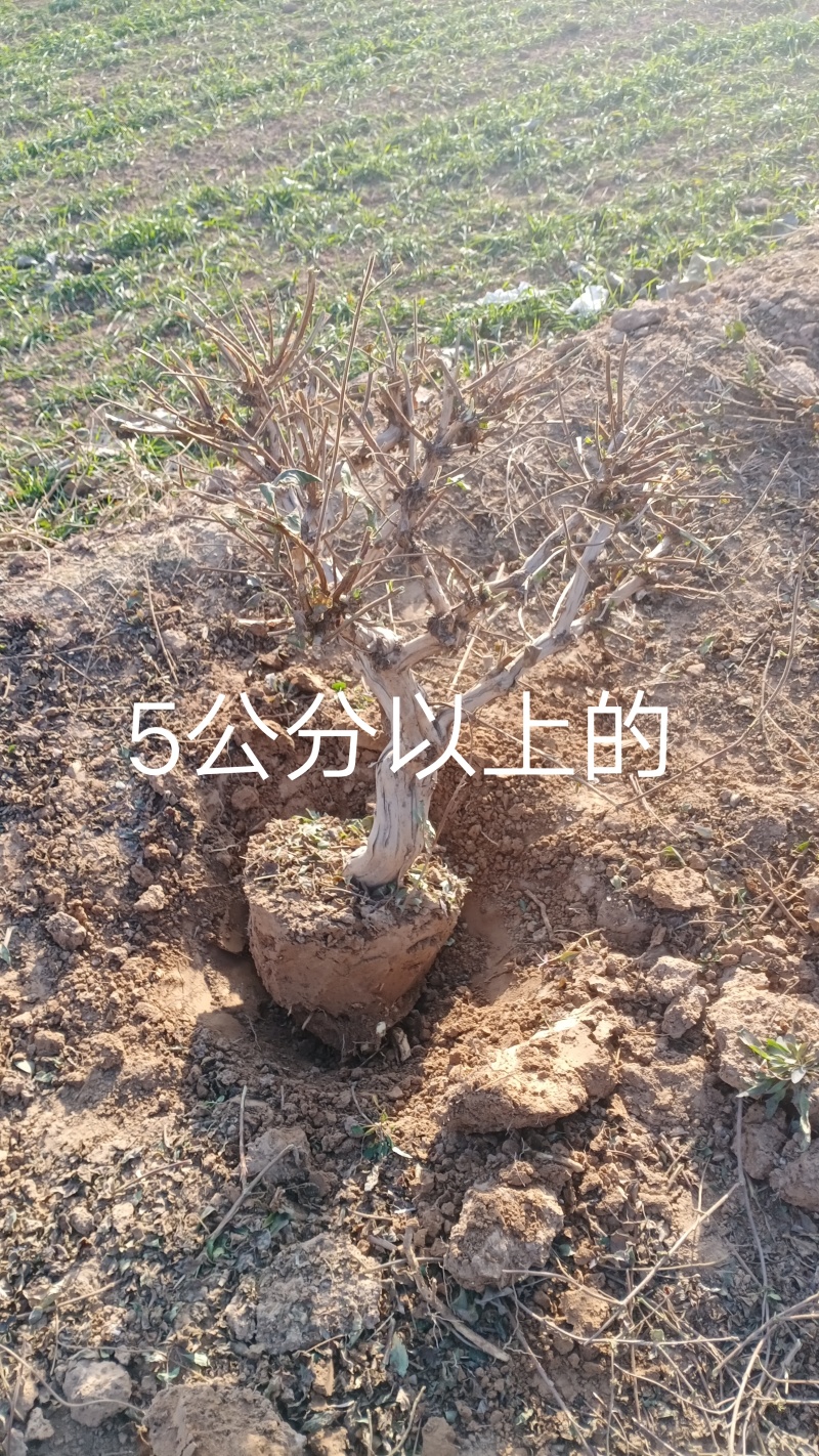 金银花盆景苗木，各种规格都有