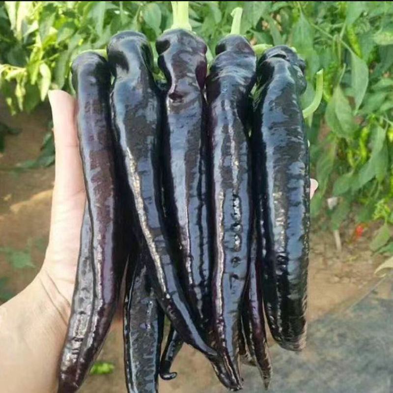 辣椒苗辣椒苗黑辣椒苗四季种植紫黑色辣椒苗庭院各类蔬果苗
