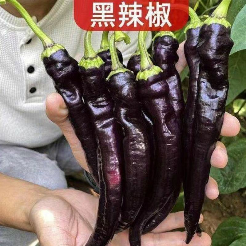 辣椒苗辣椒苗黑辣椒苗四季种植紫黑色辣椒苗庭院各类蔬果苗