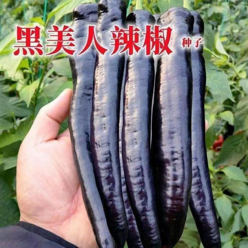 辣椒苗辣椒苗黑辣椒苗四季种植紫黑色辣椒苗庭院各类蔬果苗