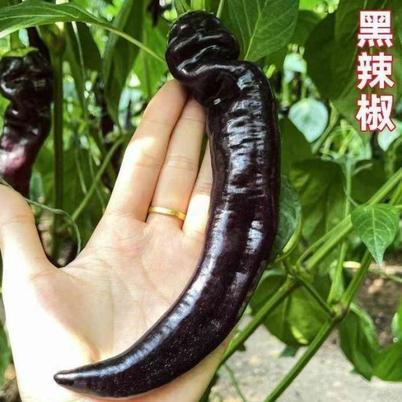 辣椒苗辣椒苗黑辣椒苗四季种植紫黑色辣椒苗庭院各类蔬果苗