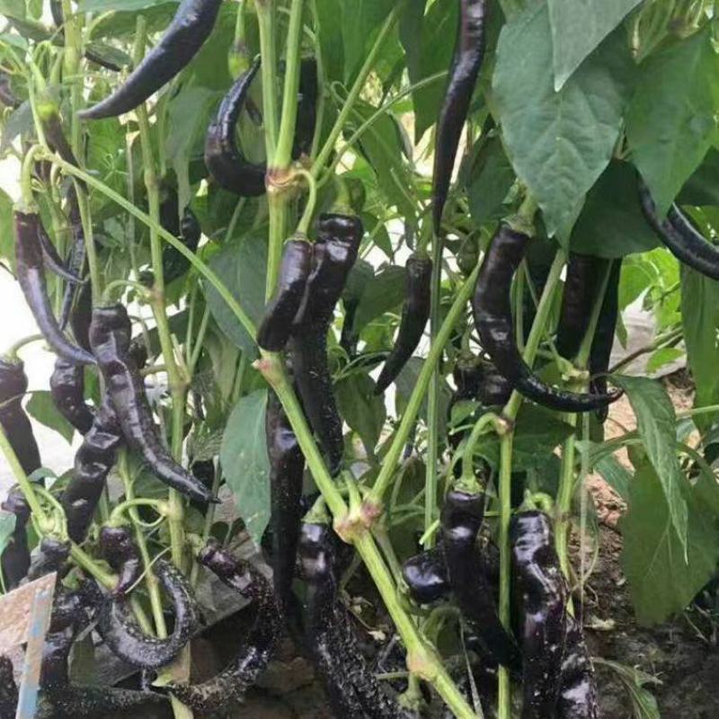 辣椒苗辣椒苗黑辣椒苗四季种植紫黑色辣椒苗庭院各类蔬果苗