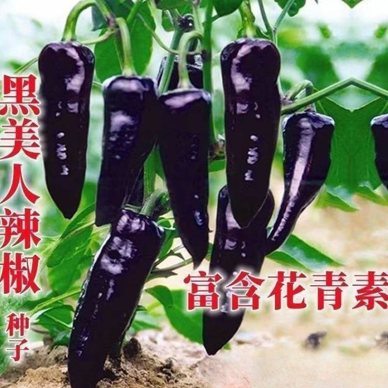 辣椒苗辣椒苗黑辣椒苗四季种植紫黑色辣椒苗庭院各类蔬果苗