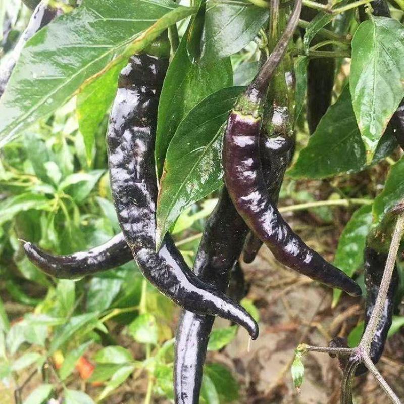 辣椒苗辣椒苗黑辣椒苗四季种植紫黑色辣椒苗庭院各类蔬果苗
