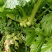 新鲜好榨菜